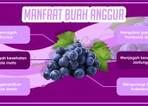 manfaat buah Anggur